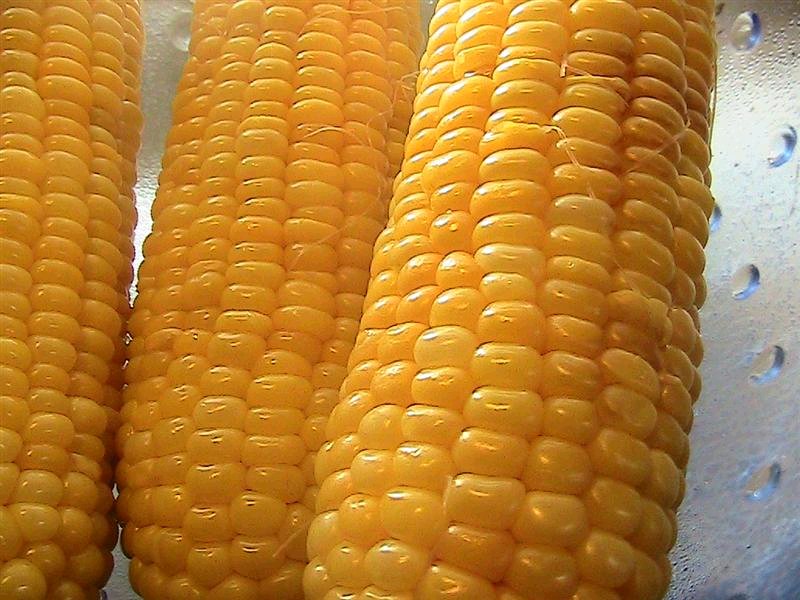 Best Corn on the Cob Ever