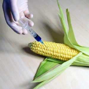 GMO-CORN