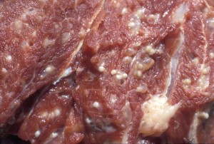 parasite in pork